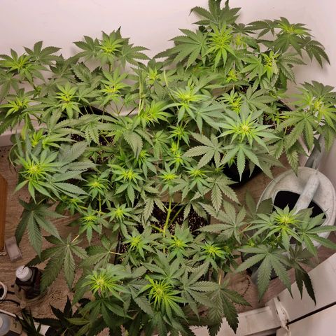 OG Kush #1 growlog timeline photo