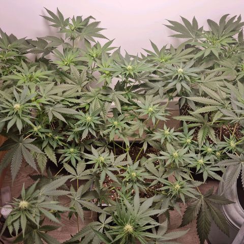 OG Kush #1 growlog timeline photo