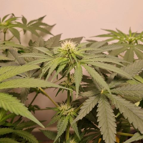 OG Kush #1 growlog timeline photo