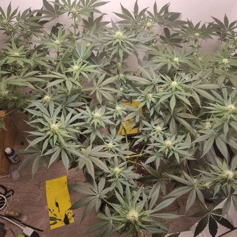 OG Kush #1 growlog timeline photo