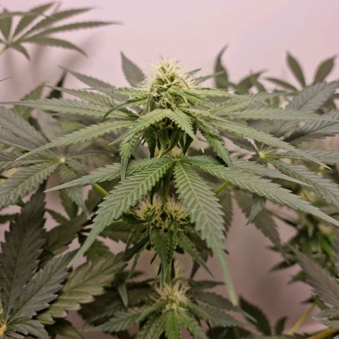 OG Kush #1 growlog timeline photo