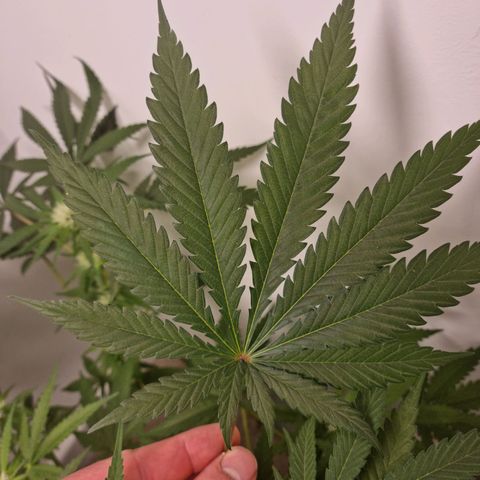 OG Kush #1 growlog timeline photo
