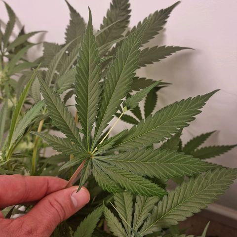 OG Kush #1 growlog timeline photo