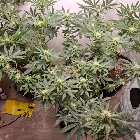OG Kush #1 growlog timeline photo