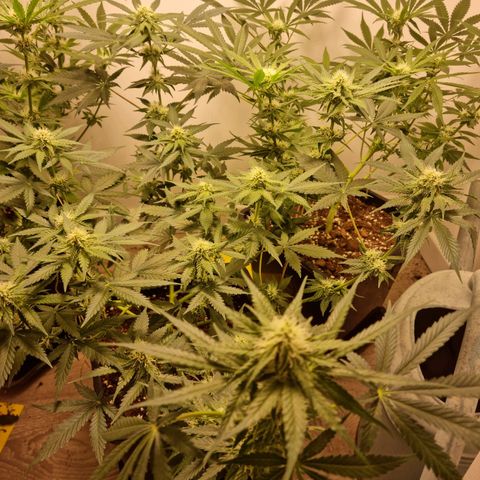 OG Kush #1 growlog timeline photo