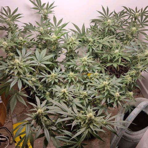 OG Kush #1 growlog timeline photo