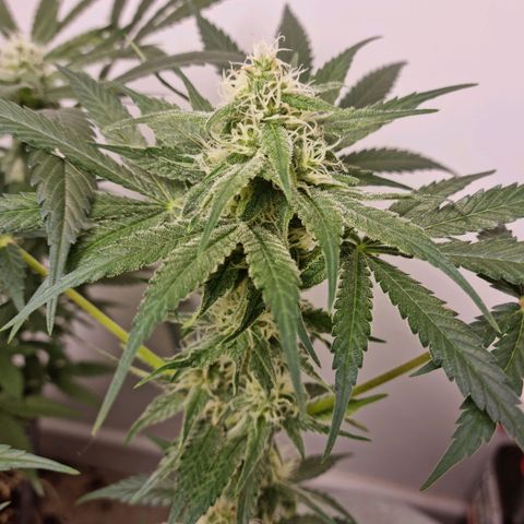 OG Kush #1 growlog timeline photo