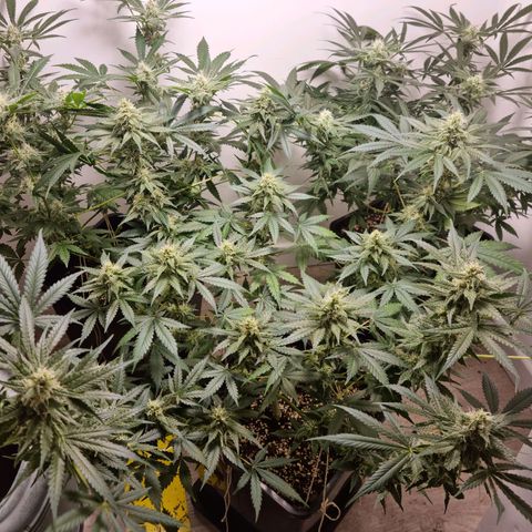 OG Kush #1 growlog timeline photo