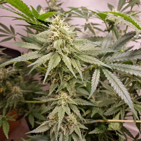 OG Kush #1 growlog timeline photo
