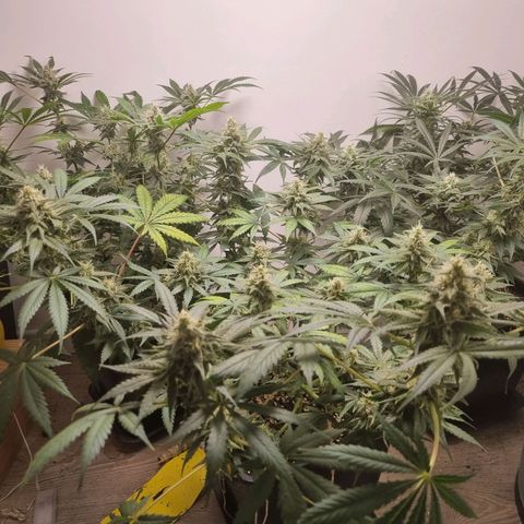 OG Kush #1 growlog timeline photo