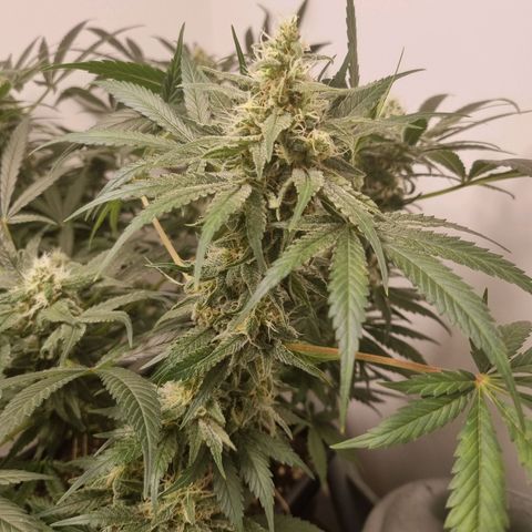 OG Kush #1 growlog timeline photo
