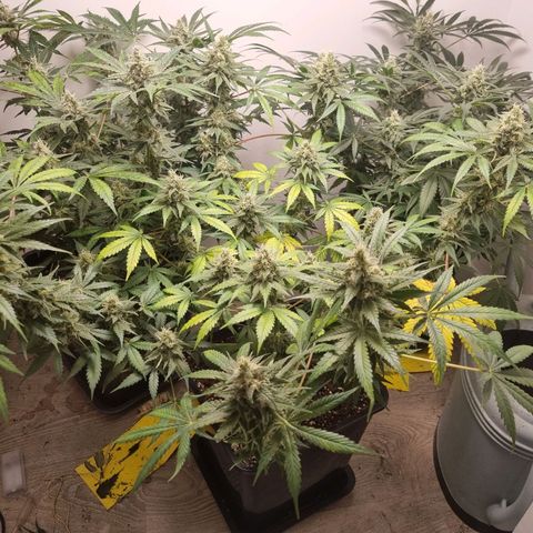 OG Kush #1 growlog timeline photo