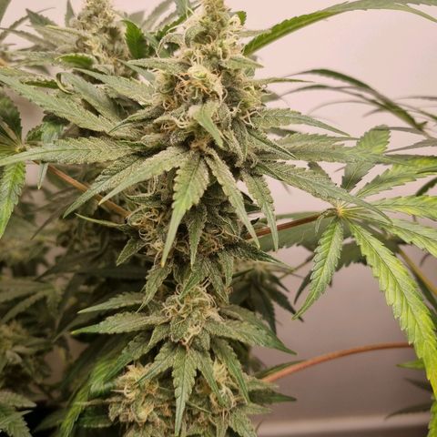 OG Kush #1 growlog timeline photo