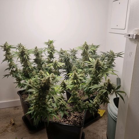 OG Kush #1 growlog timeline photo