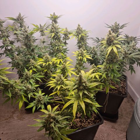 OG Kush #1 growlog timeline photo