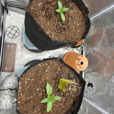 Kush growlog timeline photo