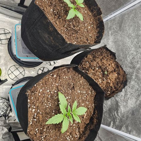 Kush growlog timeline photo
