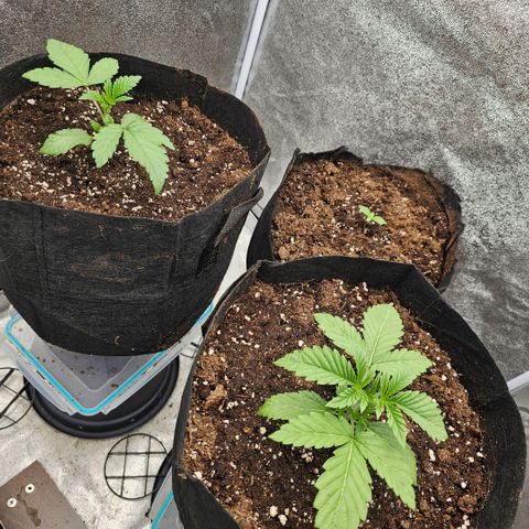 Kush growlog timeline photo