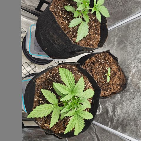 Kush growlog timeline photo