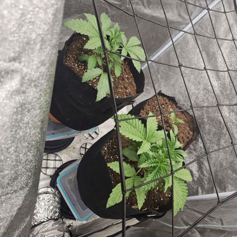 Kush growlog timeline photo