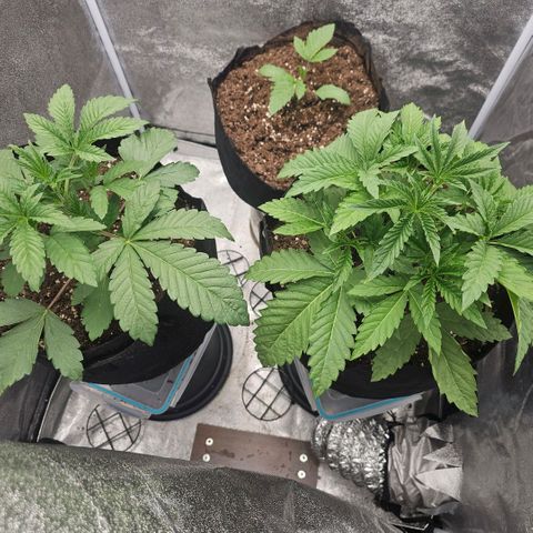 Kush growlog timeline photo