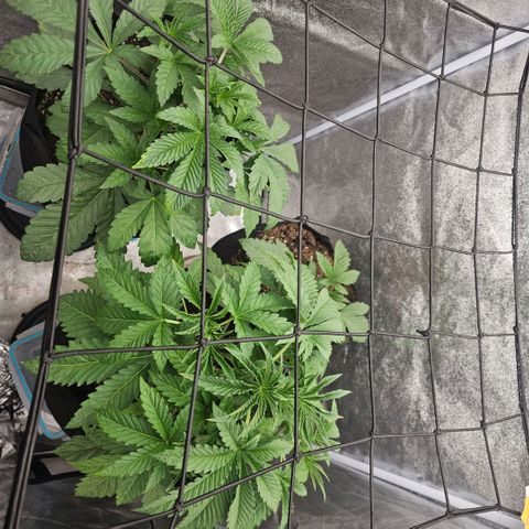 Kush growlog timeline photo