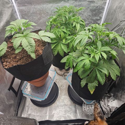 Kush growlog timeline photo