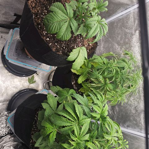 Kush growlog timeline photo