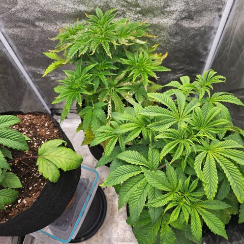 Kush growlog timeline photo