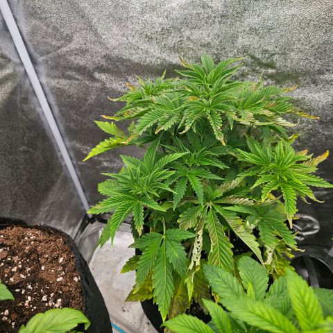 Kush growlog timeline photo