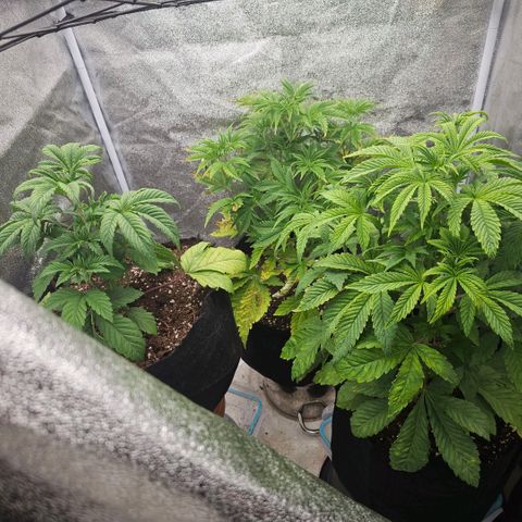 Kush growlog timeline photo