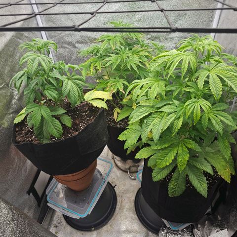 Kush growlog timeline photo