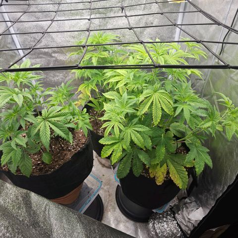 Kush growlog timeline photo