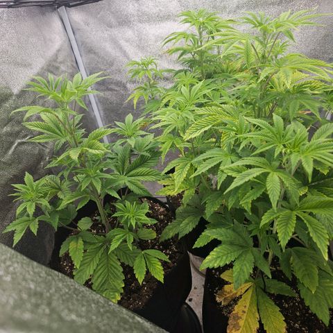 Kush growlog timeline photo