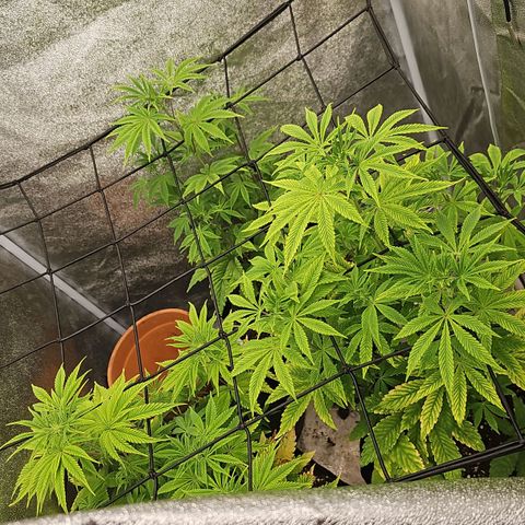 Kush growlog timeline photo