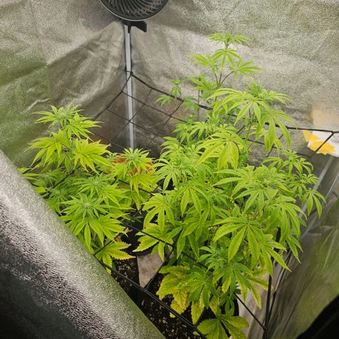 Kush growlog timeline photo