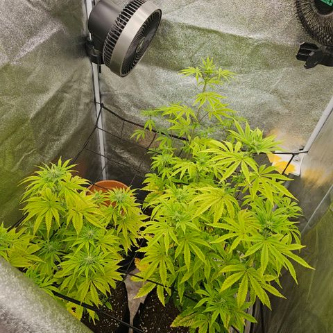 Kush growlog timeline photo
