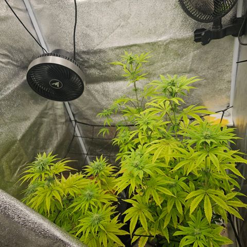 Kush growlog timeline photo