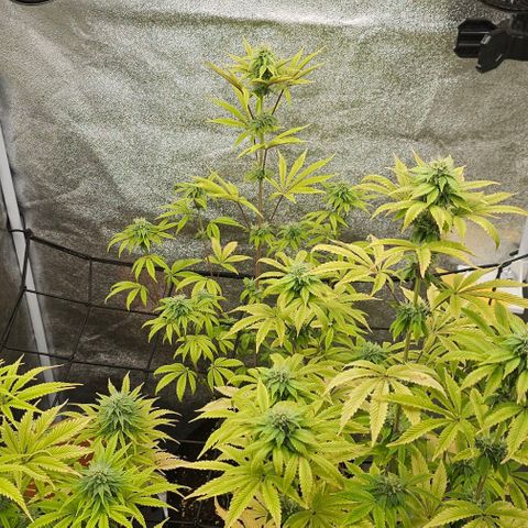 Kush growlog timeline photo