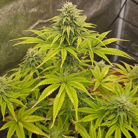 Kush growlog timeline photo
