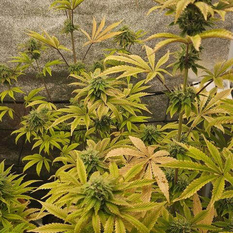 Kush growlog timeline photo