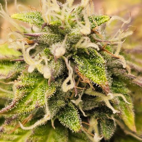 Kush growlog timeline photo