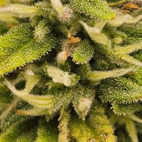 Kush growlog timeline photo
