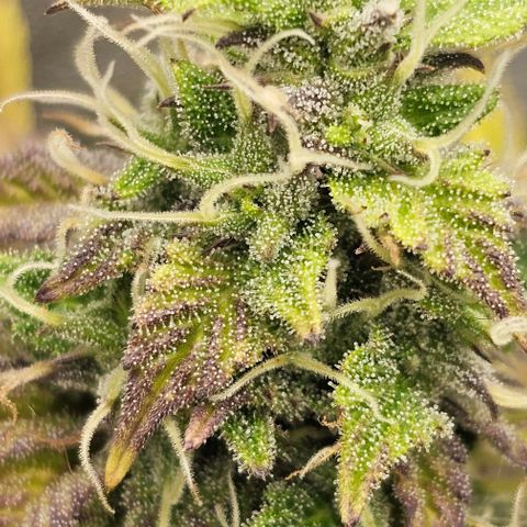 Kush growlog timeline photo