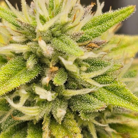 Kush growlog timeline photo