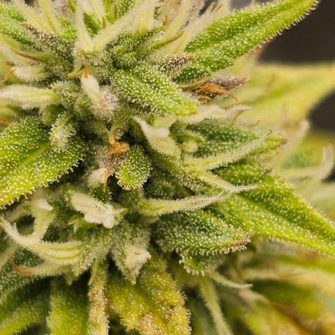 Kush growlog timeline photo