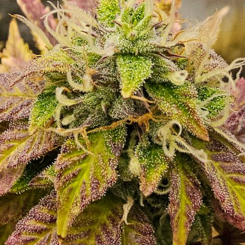 Kush growlog timeline photo