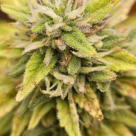 Kush growlog timeline photo