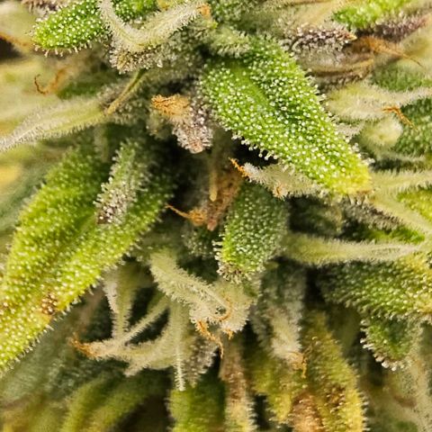 Kush growlog timeline photo
