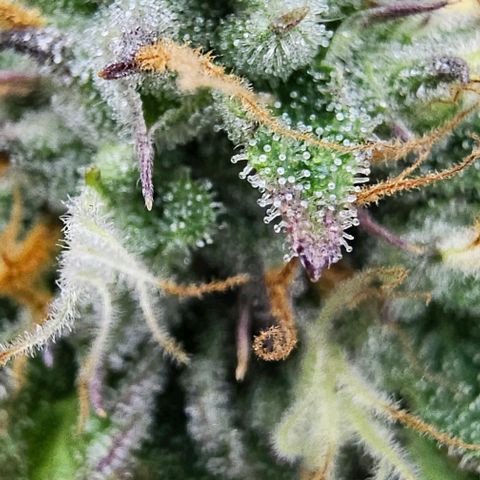 Kush growlog timeline photo